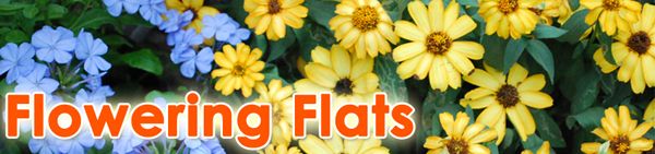 Flowering Flats