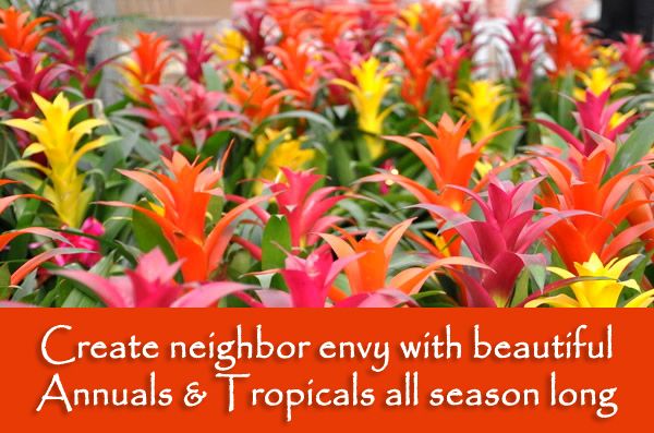 annuals and tropicals