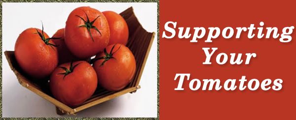Supporting Tomatoes