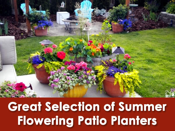 summer-flowering patio planters