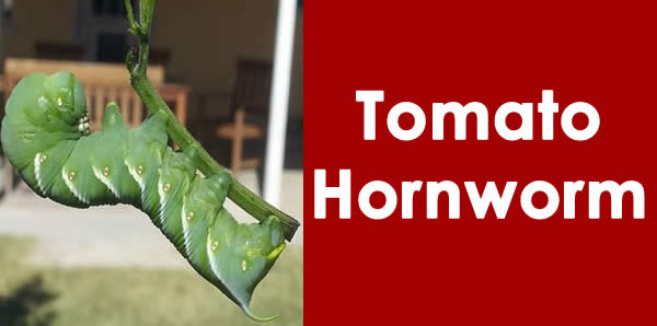 Tomato Hornworms