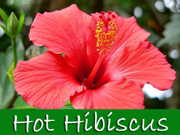  hot hibiscus