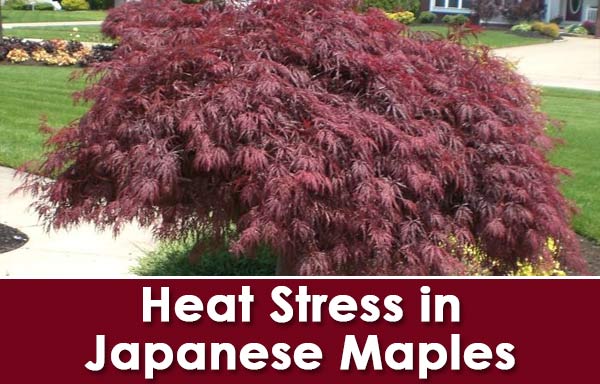 Caring for Japanese Maples