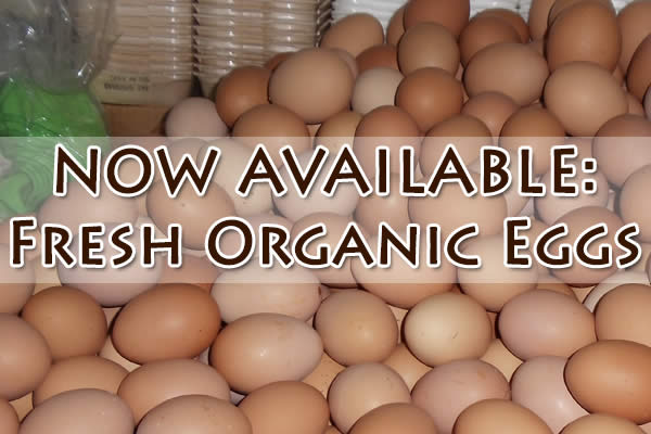Fresh Organic Farm Eggs