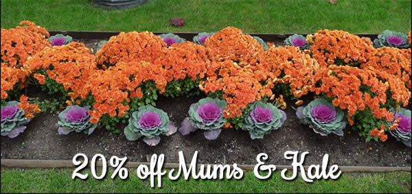 mums and kale