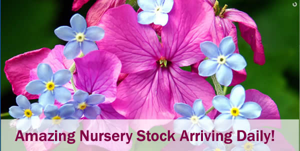 Nursery Stock