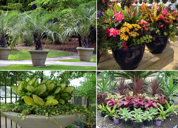 tropical planters
