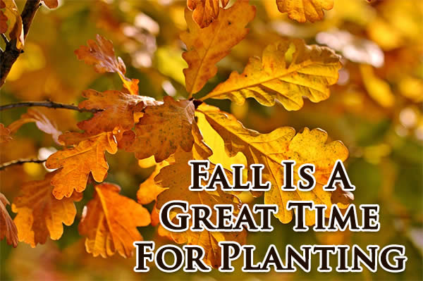 Fall is for planting