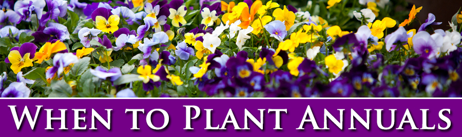 Win to plant annuals